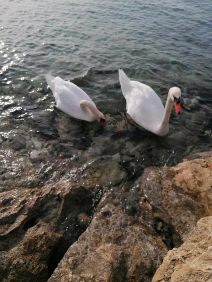 Apartmani Vinko Bibinje Εξωτερικό φωτογραφία